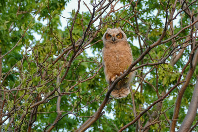 Baby Great Horned Owl.