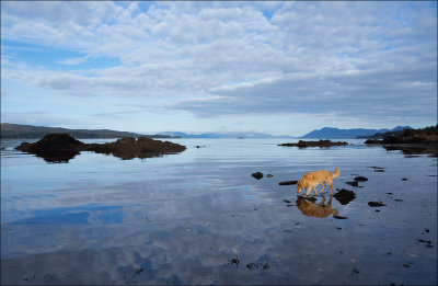 Walkin' the Dogs on the Beach