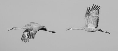 Sandhill Cranes (4th)