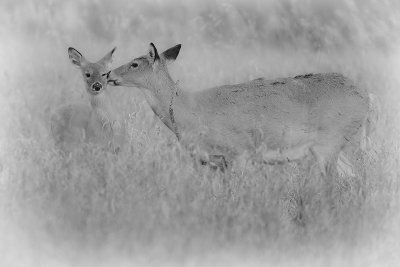 Bambi