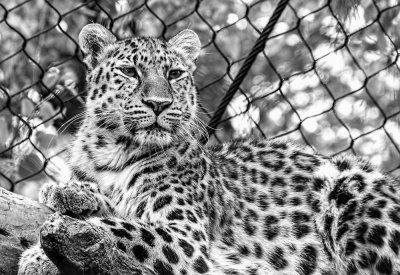 Amur Leopard - 4th Place