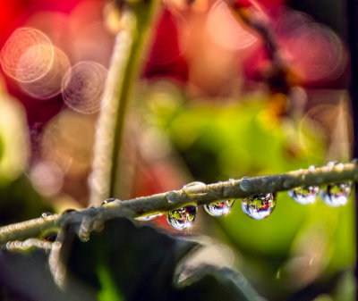 Dew Drops - Nature's Tears of Joy