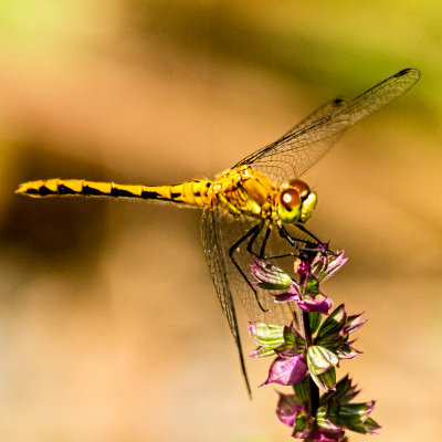 Dragonfly