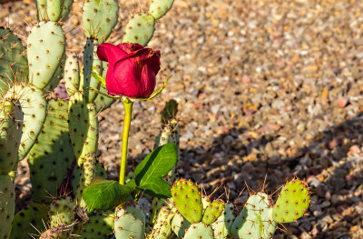 Growing Amidst the Thorns