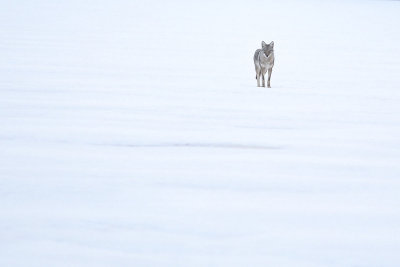 1st: Coyote On Frozen Lake