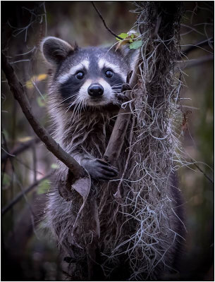 1st Place - Raccoon