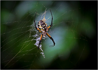 Female Yellow Garden Spider