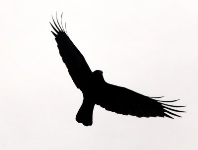 Flight