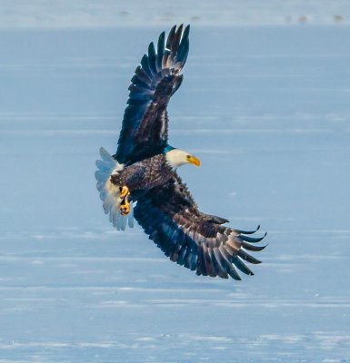 Coming in For a Landing