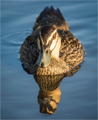 Duck!