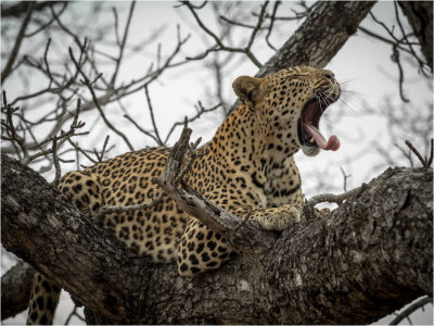 Londolozi Leopard