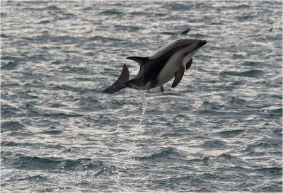 Dusky Dolphin - Kaikoura, New Zealand