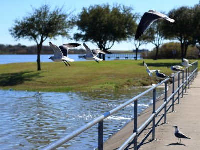 Laughing Gulls, and a Memory
