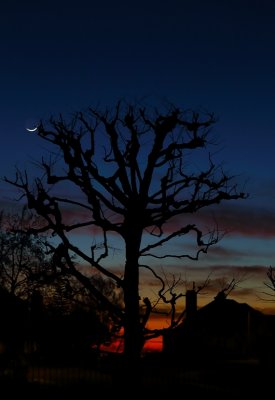 5th - That Old Tree (with a waxing crescent moon)