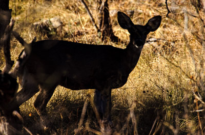 Grazing in the Shadows