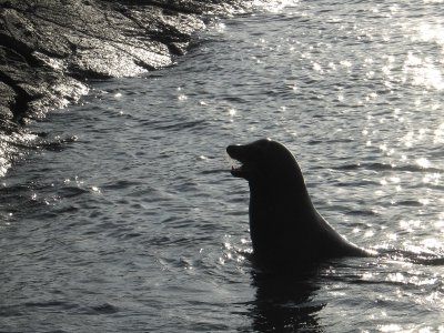 Fernandina Sea Lion