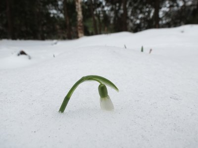 Peeking Snowdrop