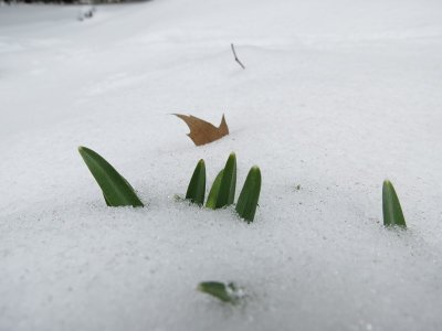 Peeking Sign of Spring