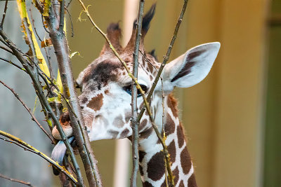 Ha Ha...You Can't See Me