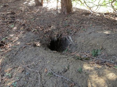 So far no groundhogs peeking