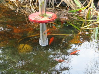 Spring Peeking Fish
