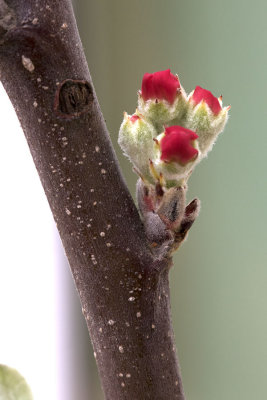 Apple Blossoms 