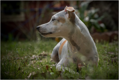 Hey! ... Was That A Squirrel!