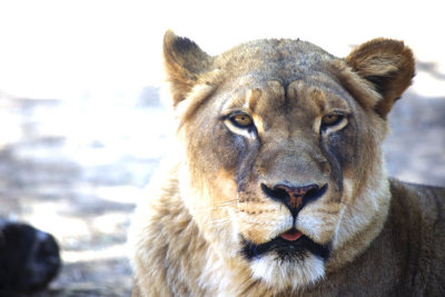 Cat Got Your Tongue