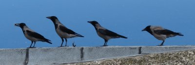 Hooded Crows, Haifa