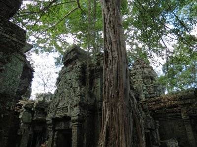 Cambodian Temple Tree