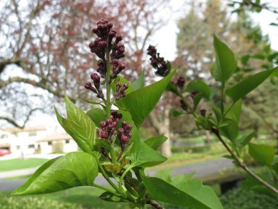 Lilac Buds
