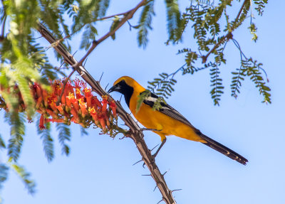 Hooded Oriole
