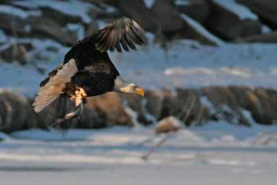 Bald Eagle with Bass
