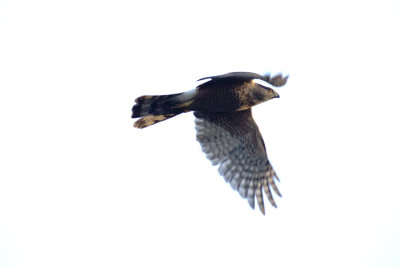 Cooper's Hawk In Flight