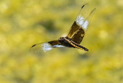 DIF - Dragonfly in Flight