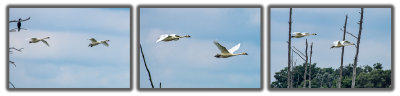 In Flight