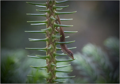 Baby Anole