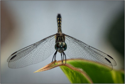 Dragonfly