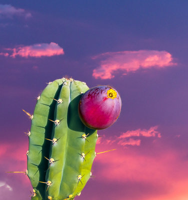 Cactus Fruit at Sunset