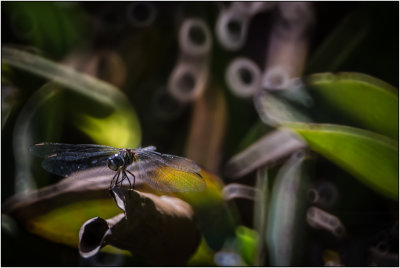 A Dragonfly In The Shadows