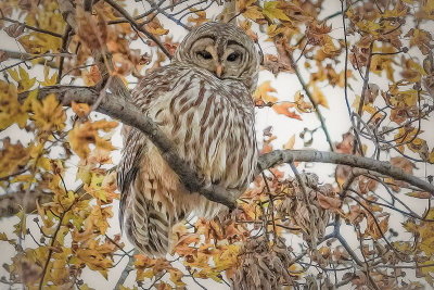 Barred Owl in the Fall