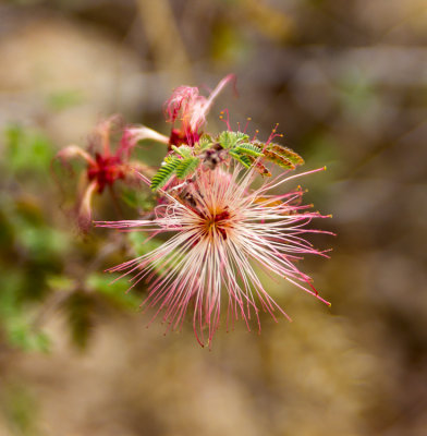 Spring Flower on the Trail