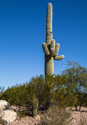 Diverging Arms on a Cactus