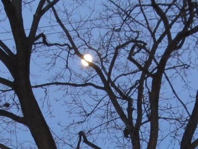 Bisected Moon