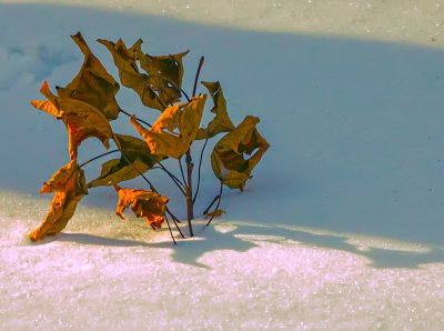 Cold Leaves in the Morning Light