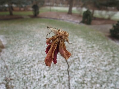 Rose Still Frozen