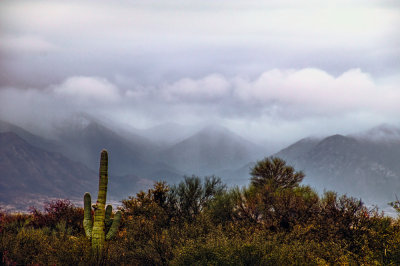 2nd Place: A Cold Rainy Desert Morning