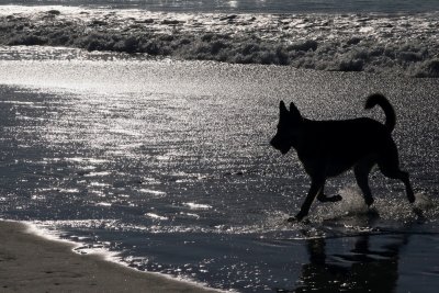 Dog in Diamonds