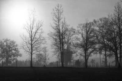 5th Place (TIE): Foggy Winter Morning II