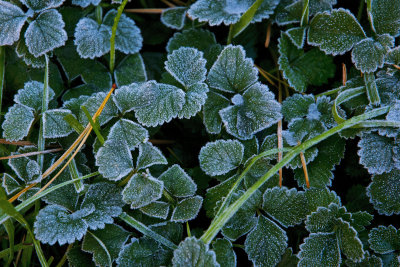 Early Frost (2011)